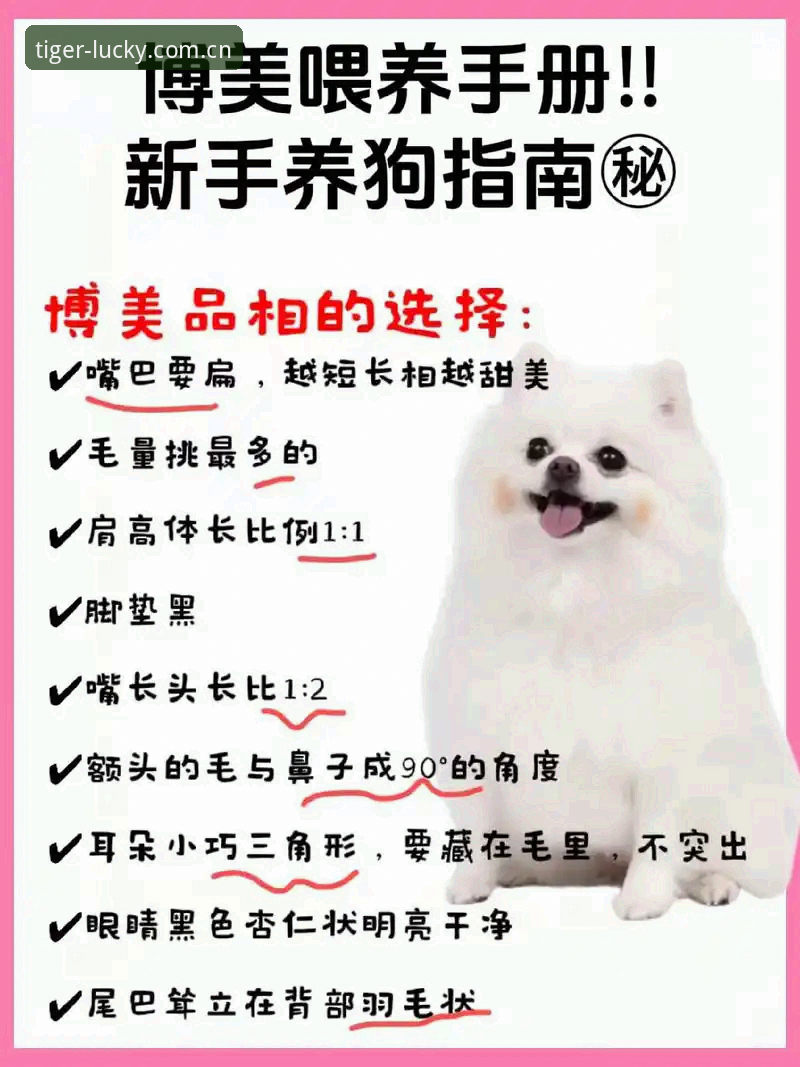 博狗网安全靠谱 新手必看!博狗官方平台安全使用心得与实战经验分享